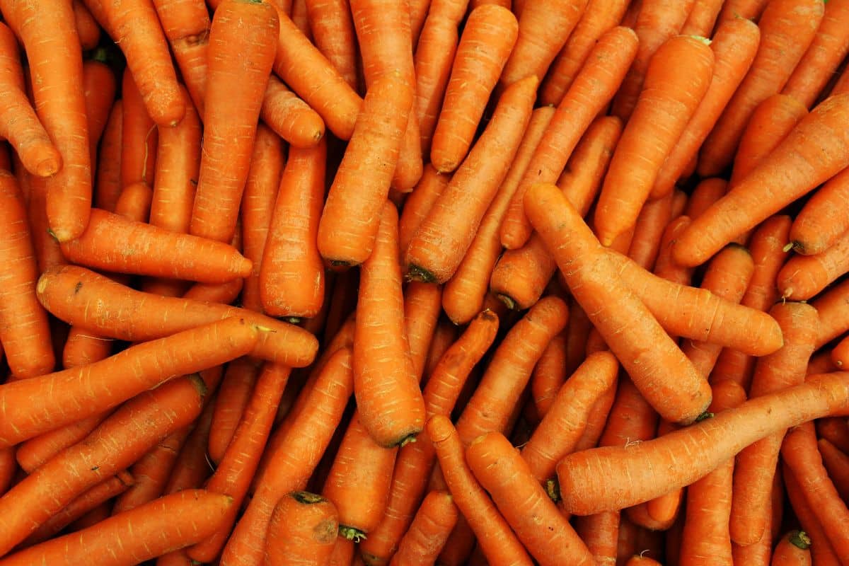 Raw carrots in a pile